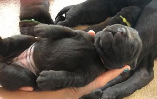 A person holds a small, sleeping dark-colored puppy on its back while other puppies with colored collars rest nearby.