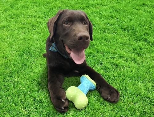 A brown Labrador puppy with a blue bandana sits on bright green grass, chewing on a two-toned blue and green dog toy.