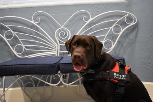 A chocolate Labrador dog with an open mouth wearing a red 