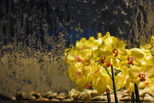 A cluster of bright yellow orchids with pink centers arranged among smooth river stones against a textured dark background.