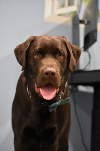A chocolate Labrador Retriever with a patterned bowtie looking directly at the camera, mouth open in a happy expression.