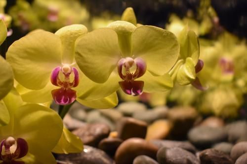 Several bright yellow orchids with purple centers arranged above a bed of smooth, dark river stones.