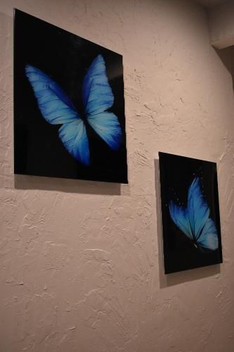 Two square wall art pieces featuring vibrant blue butterflies on a black background, hanging on a textured white wall.