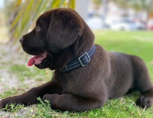A chocolate Labrador puppy with a dark collar lying on the grass with its mouth open.