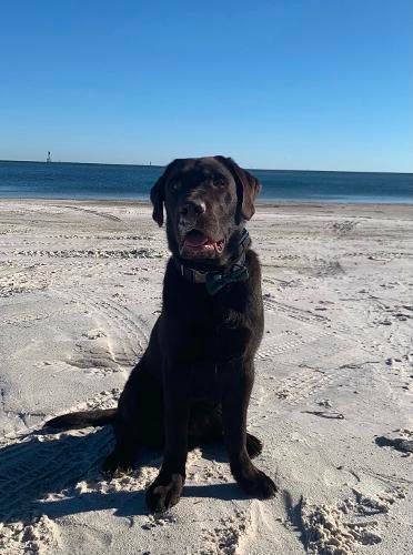 A chocolate Labrador sitting on a sandy beach under a clear blue sky, facing forward with a gentle expression.