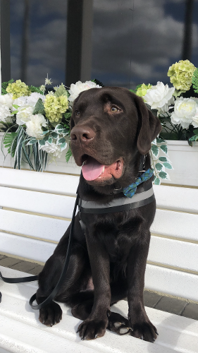 A chocolate Labrador wearing a blue bow tie and harness, sitting on a white bench in front of white flowers.