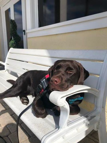 A chocolate Labrador puppy rests its head on the arm of a white outdoor bench on a sunny patio.