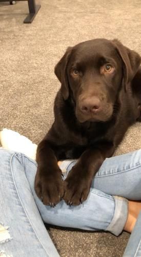 A chocolate Labrador retriever rests its paws on a person's lap while looking directly at the camera.