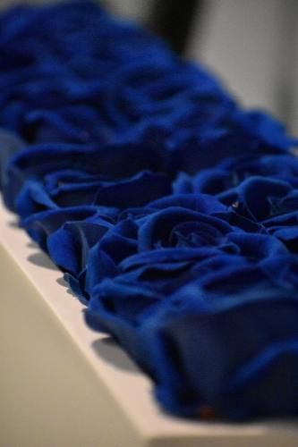 A close-up, angled view of a row of vibrant blue roses arranged on a smooth, white surface.