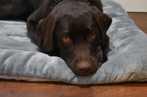 A chocolate Labrador dog resting its head on a gray, plush dog bed on a wood floor.
