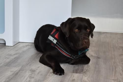 A chocolate Labrador wearing a red and black harness lies on a grey wood-patterned floor near a white cabinet.