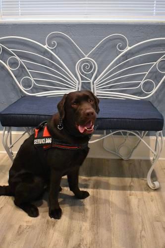 A chocolate Labrador wearing a service dog harness sits on a blue bench with a white butterfly-shaped backrest.