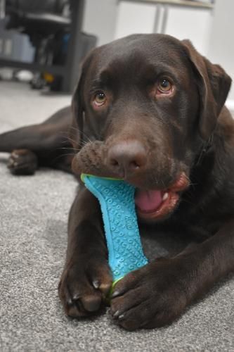 A chocolate Labrador lying on a gray carpet, holding a blue textured bone-shaped toy between its paws and mouth.