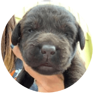 A fluffy, black puppy being held in someone’s hands, looking directly at the camera.