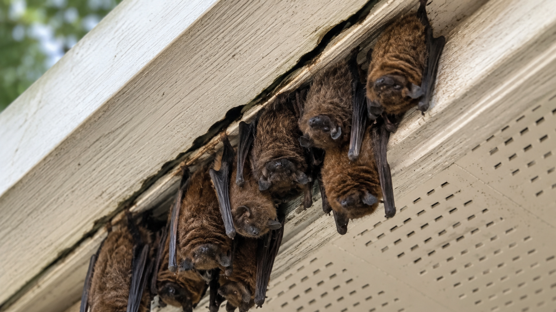 Bats hanging upside down under a house eave, with dark brown fur and visible faces