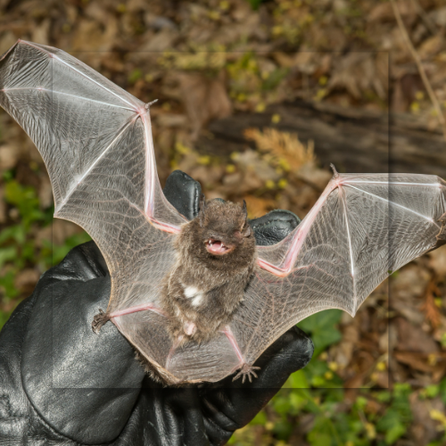 Bat with spread wings held in a gloved hand, brown fur, pink limbs, outdoors.