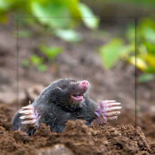 Mole emerging from soil, pink nose, claws extended, brown earth, green foliage background.