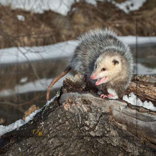 Opossum on a log with snow, open mouth, outdoors. Gray and white fur.