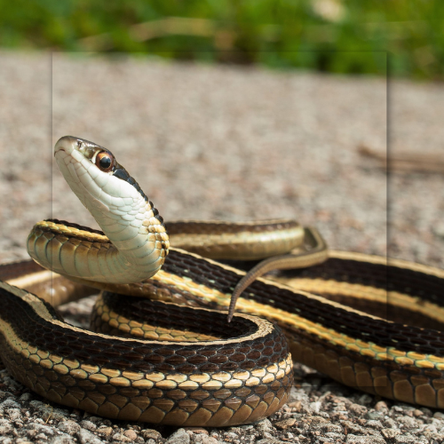 A garter snake coiled on gravel, with black, yellow, and brown stripes, head raised, outdoors.