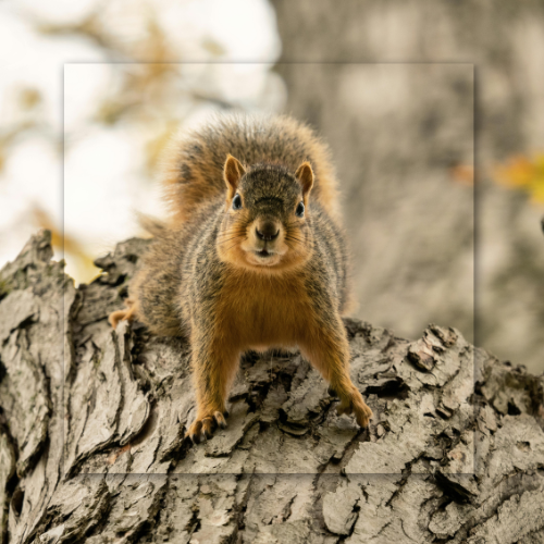 Squirrel perched on a tree trunk, looking directly at the camera. Brown fur, fluffy tail, outdoor setting.