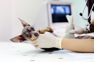 Veterinary X-ray