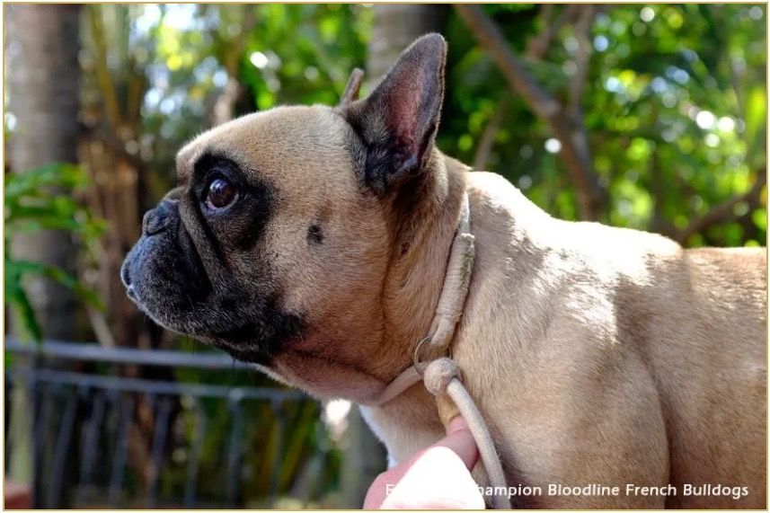 Edmondo Claradyn, Champion French Bulldog from Edmondo.