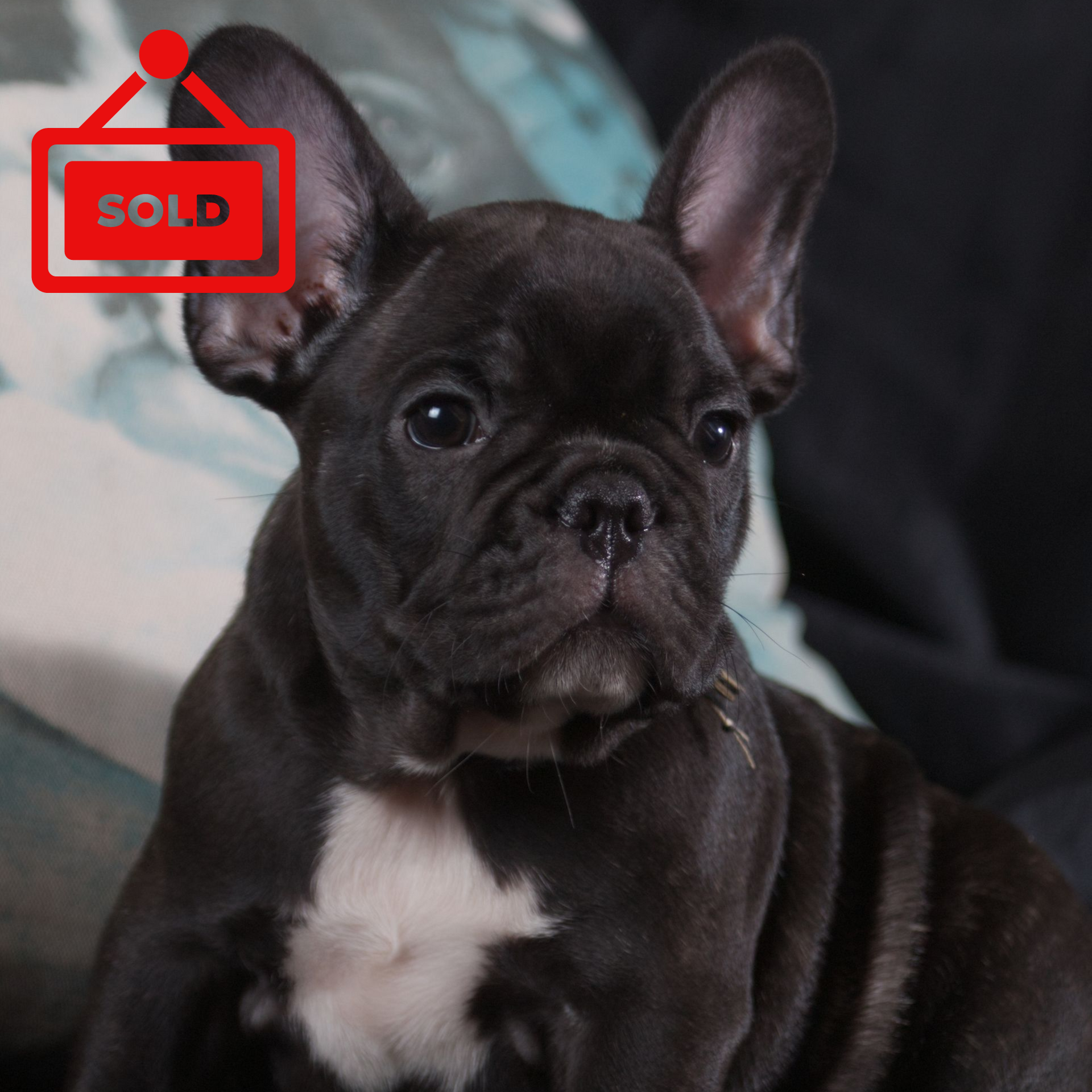 Male Black French Bulldog puppy from Edmondo breeders in Pretoria.