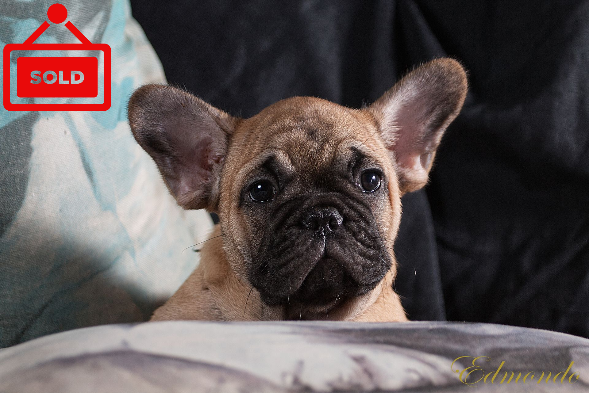 Male Fawn French Bulldog puppy from Edmondo in Pretoria.
