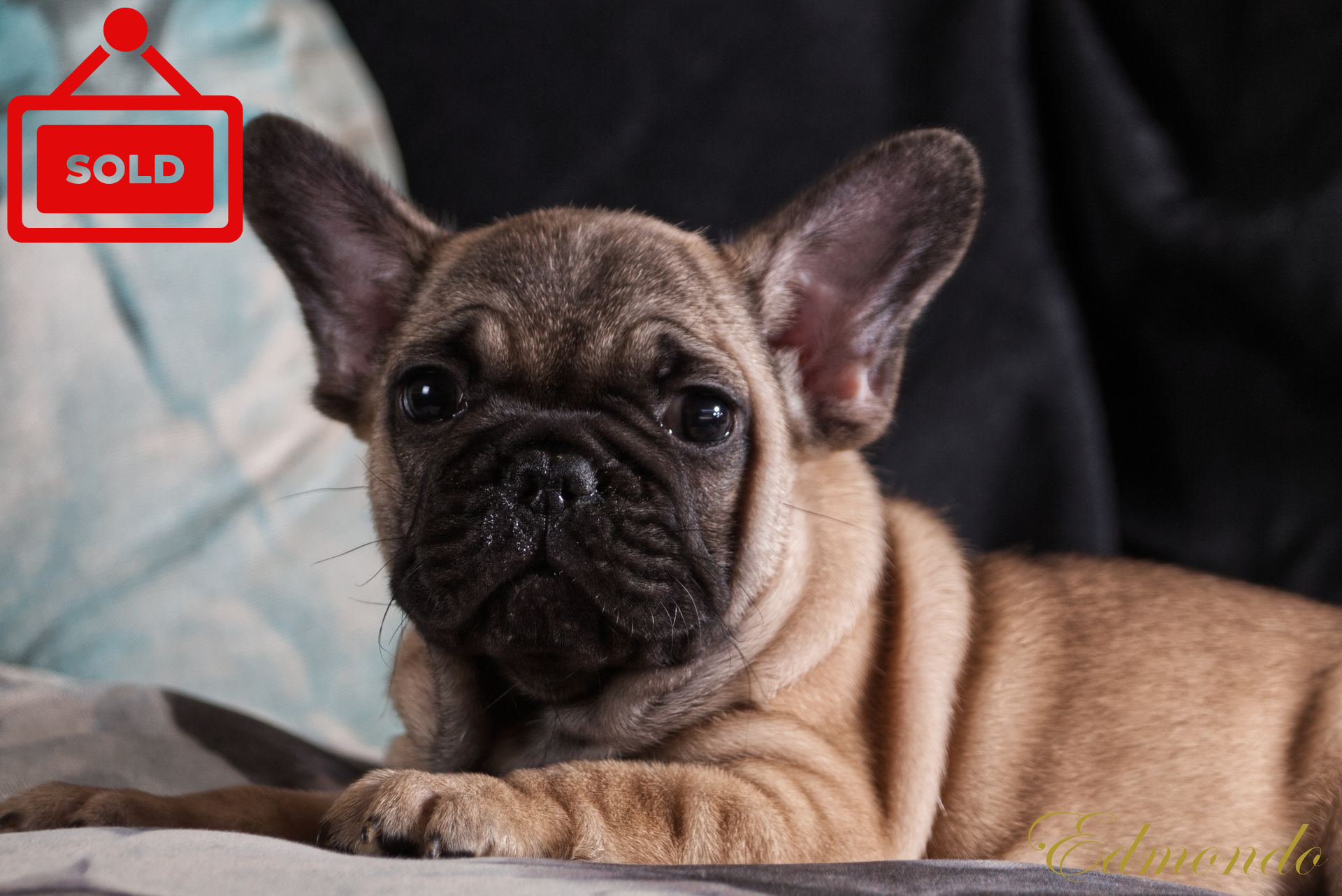 Male Fawn French Bulldog from Edmondo in Pretoria.