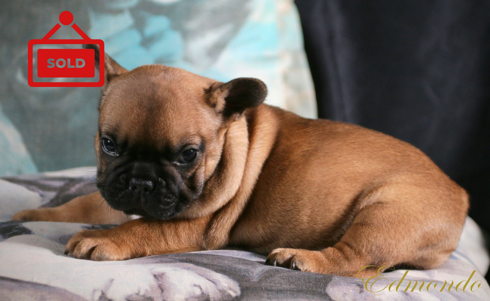Female Red Fawn French Bulldog puppy from Edmondo breeders in Pretoria.