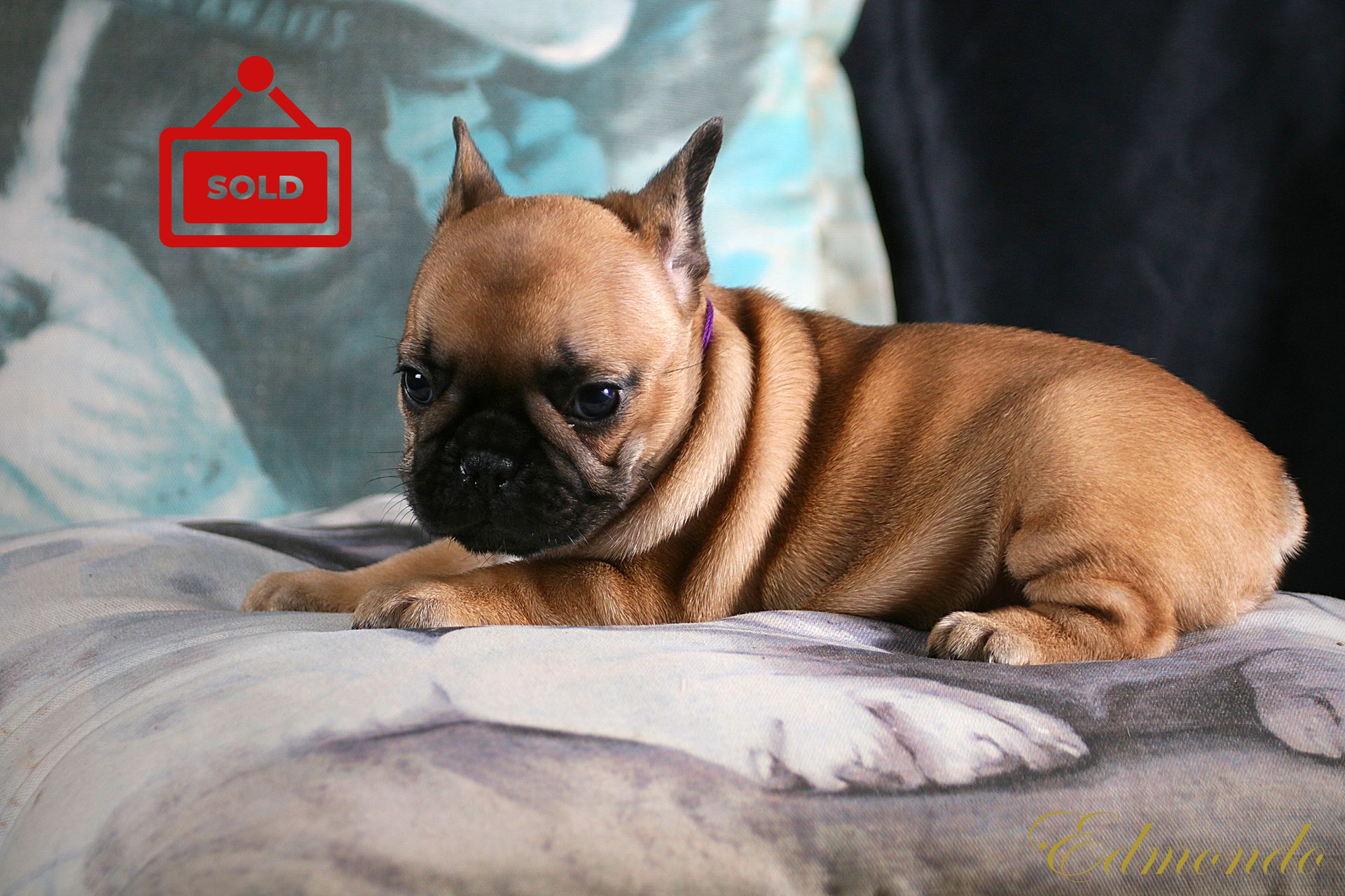 Female Red Fawn French Bulldog puppy from Edmondo breeders in Waterkloof Glen, Pretoria.