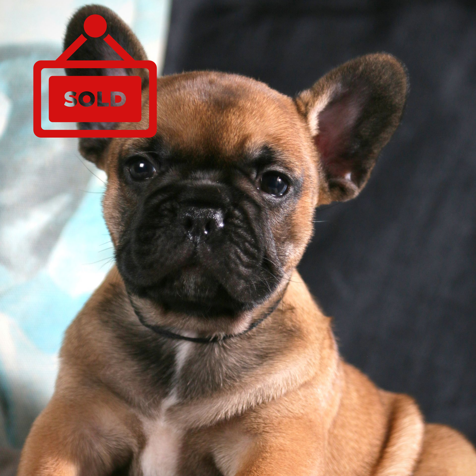 Male Red Fawn French Bulldog puppy from Edmondo breeders in Pretoria.