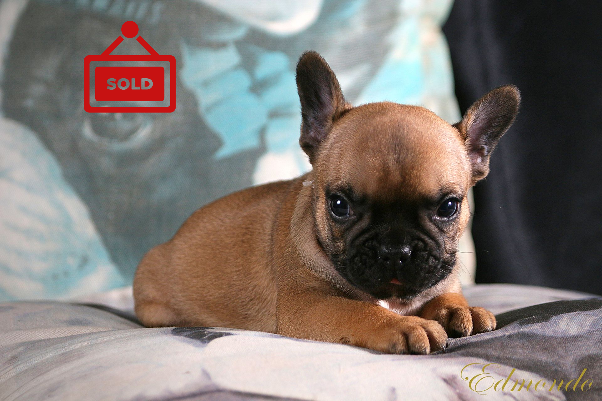 Male Red Fawn French Bulldog puppy from Edmondo breeders in Waterkloof, Pretoria.