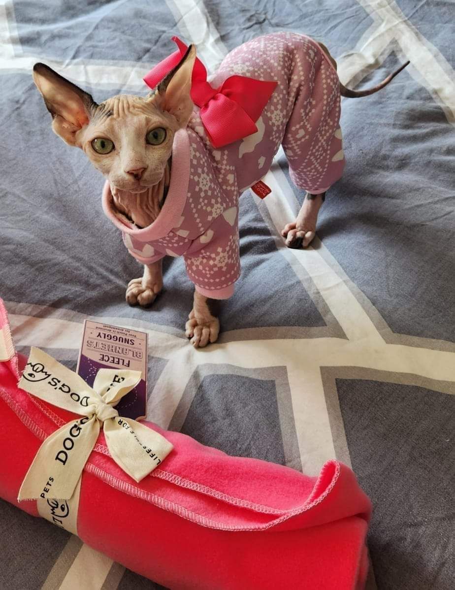 A hairless Sphynx cat wearing a pink sweater is standing on a bed next to a pink blanket.