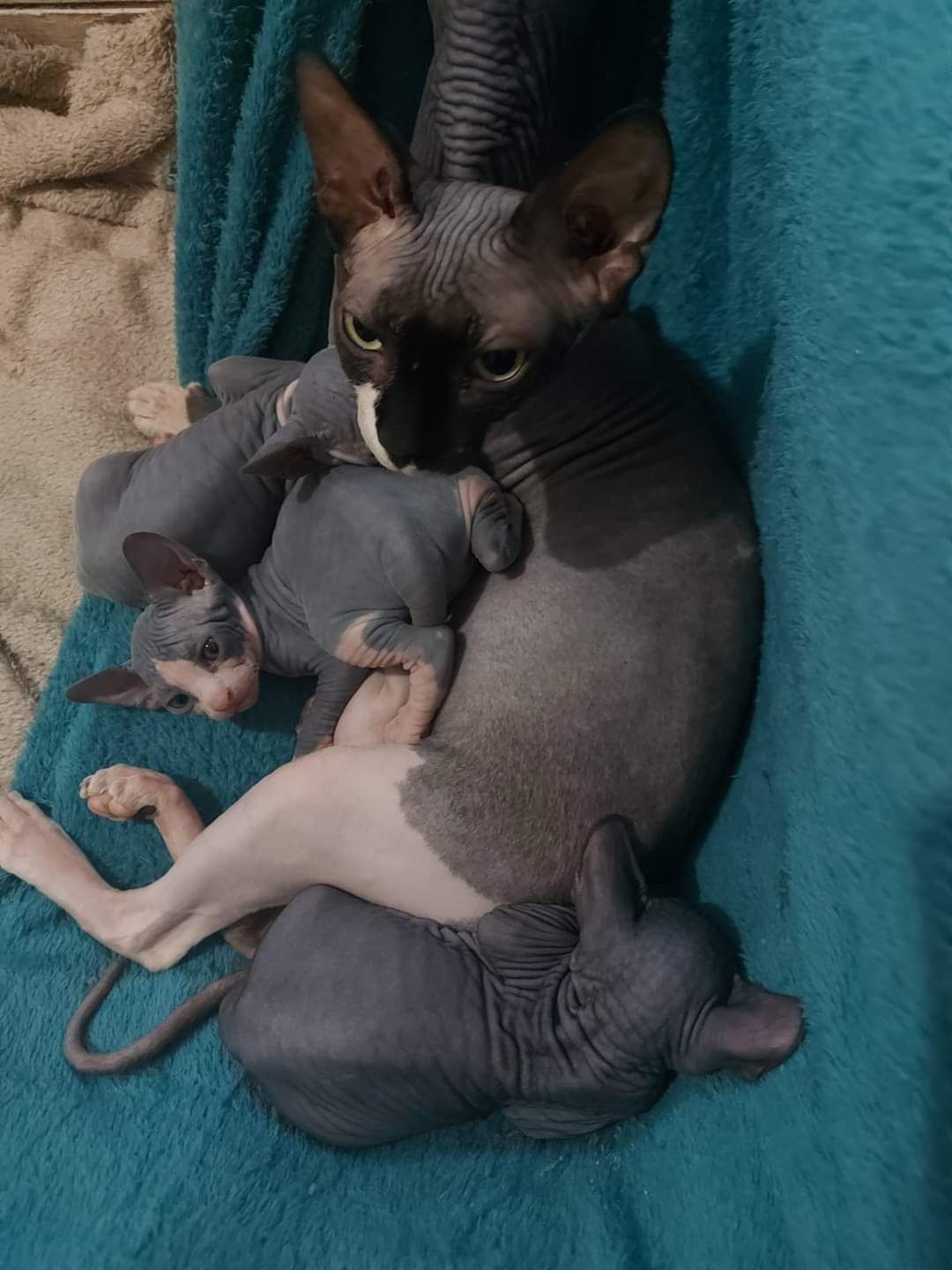 A hairless Sphynx cat is laying on a blue blanket with two kittens.