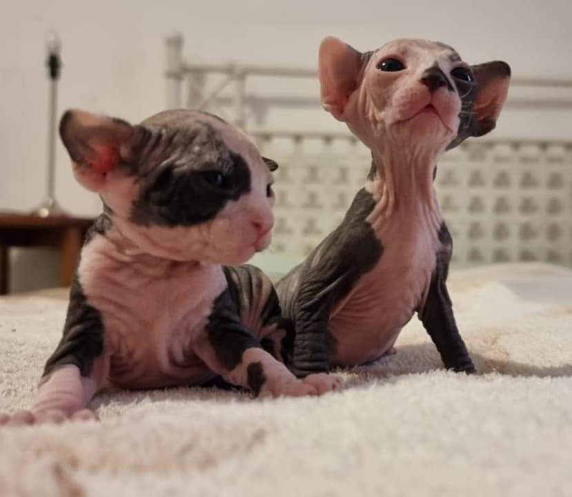 Two hairless Sphynx kittens are sitting next to each other on a bed.