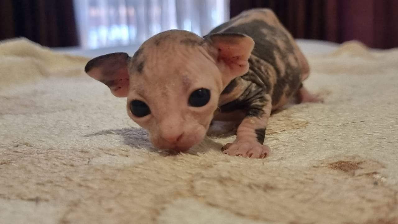 A hairless Sphynx kitten is crawling on a carpet.