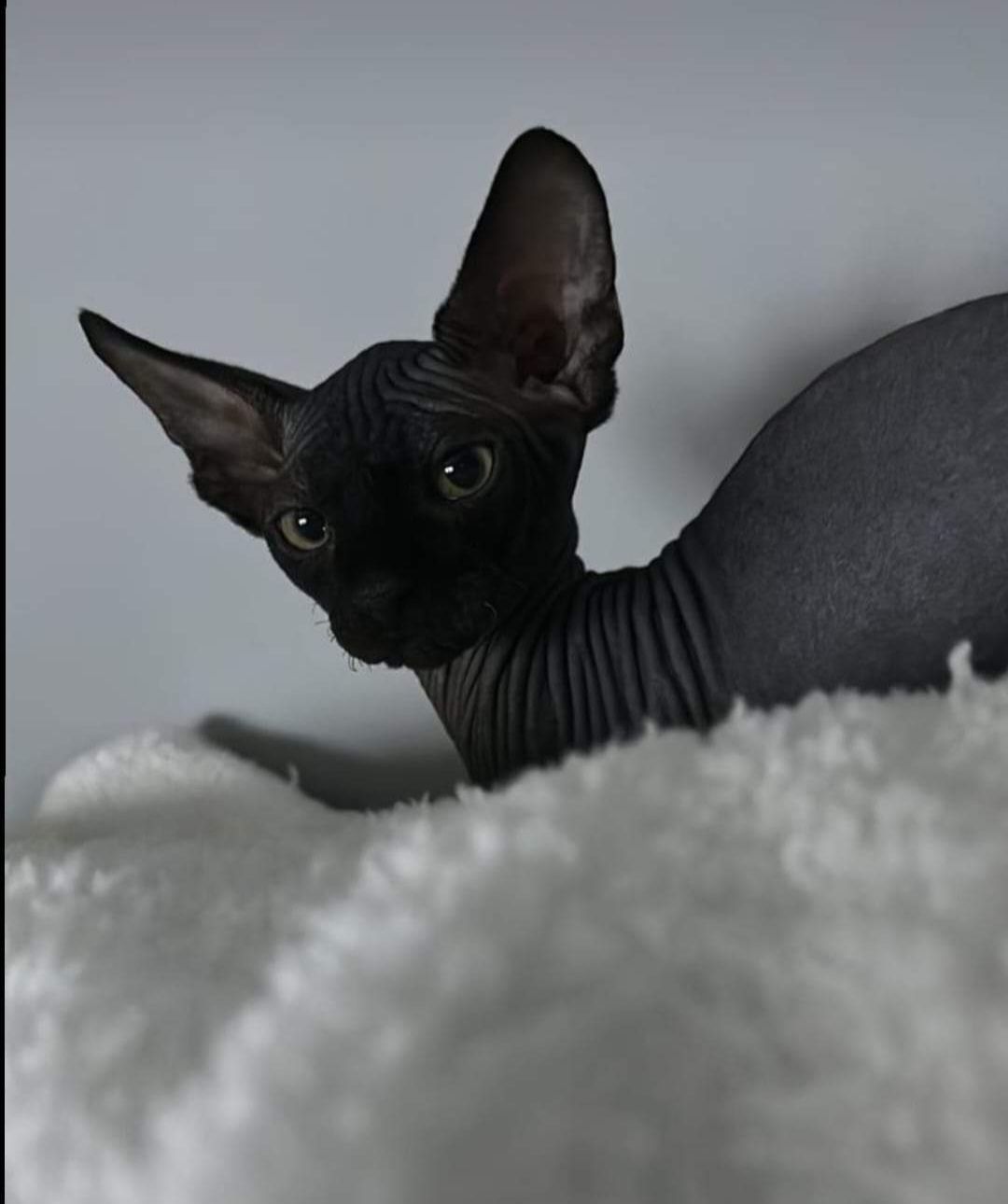 A black hairless Sphynx cat laying on a white blanket