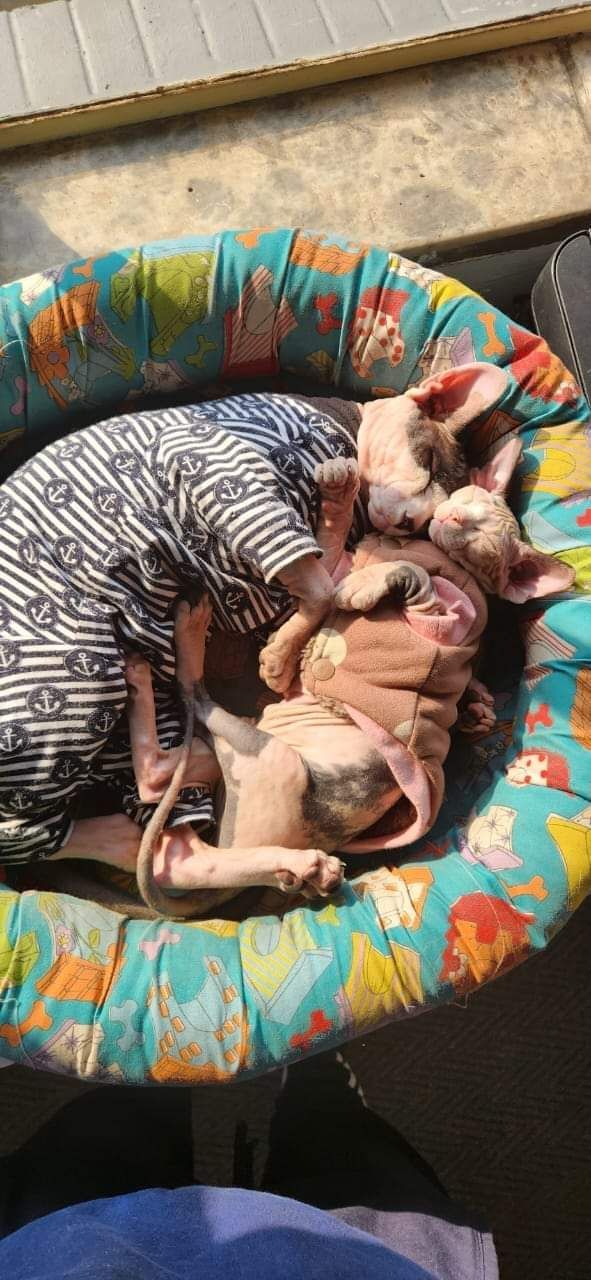 Two hairless Sphynx cats are sleeping in a dog bed.