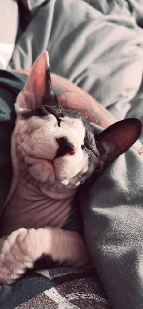 A hairless Sphynx cat is laying on a bed with a person.