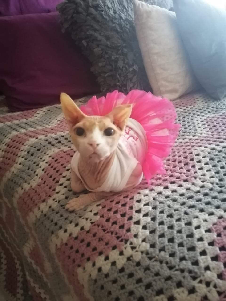 A hairless Sphynx cat wearing a pink tutu is laying on a bed.