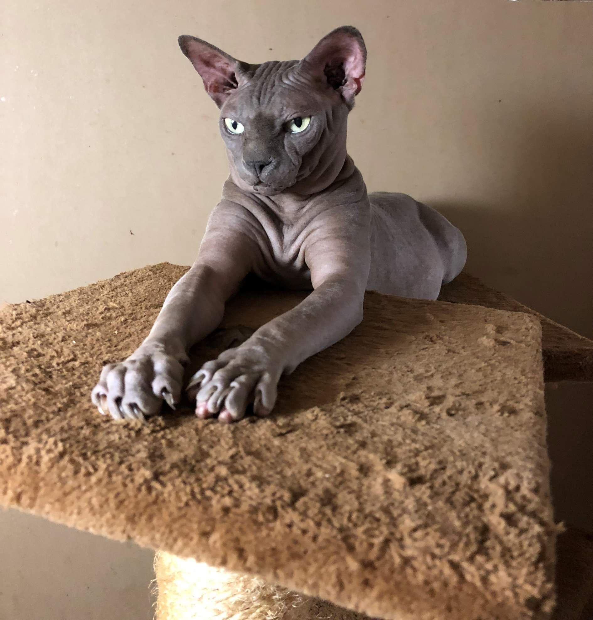 A hairless Sphynx cat is laying on top of a cat tree.