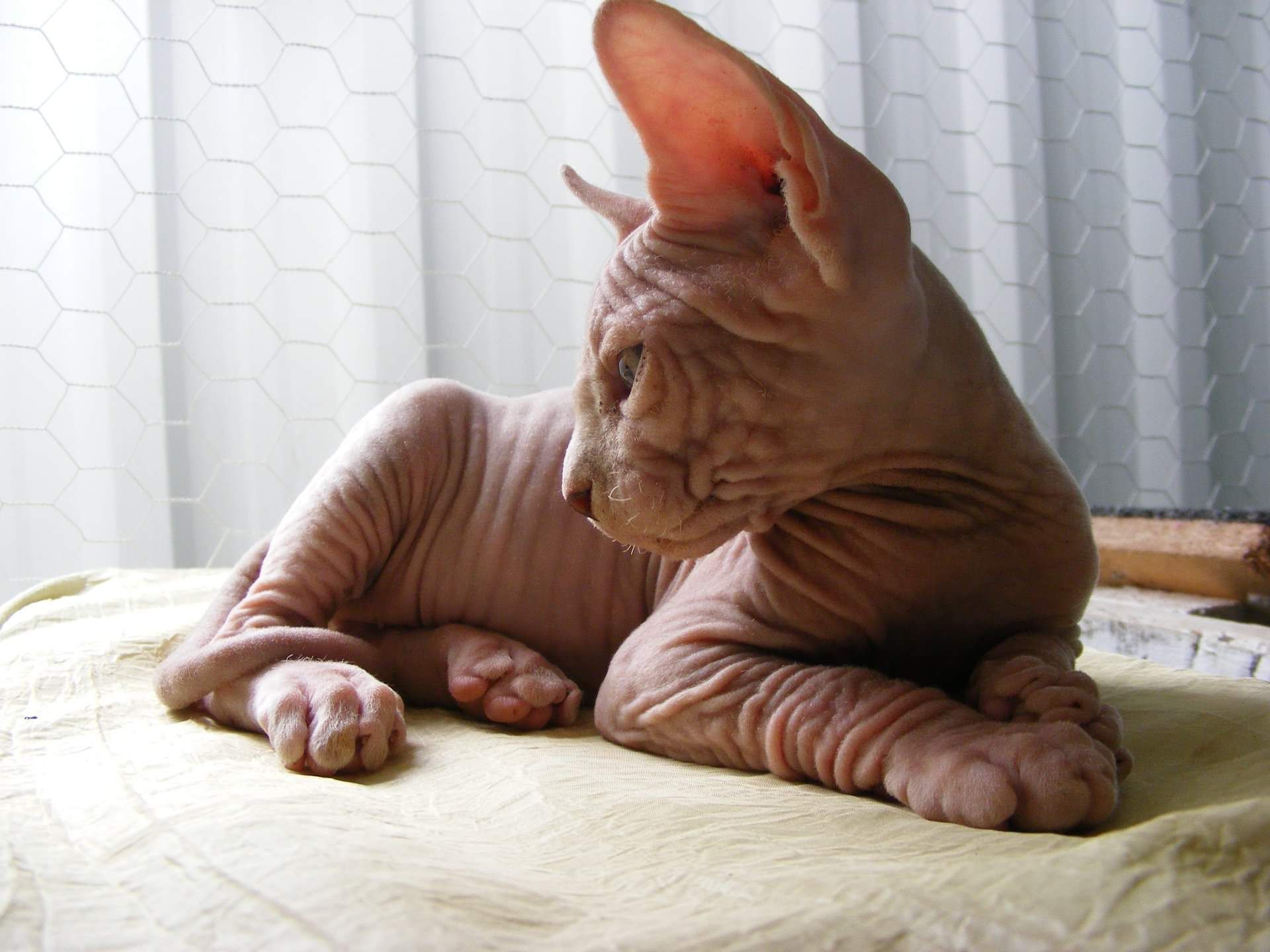 A hairless Sphynx cat is laying down on a bed.