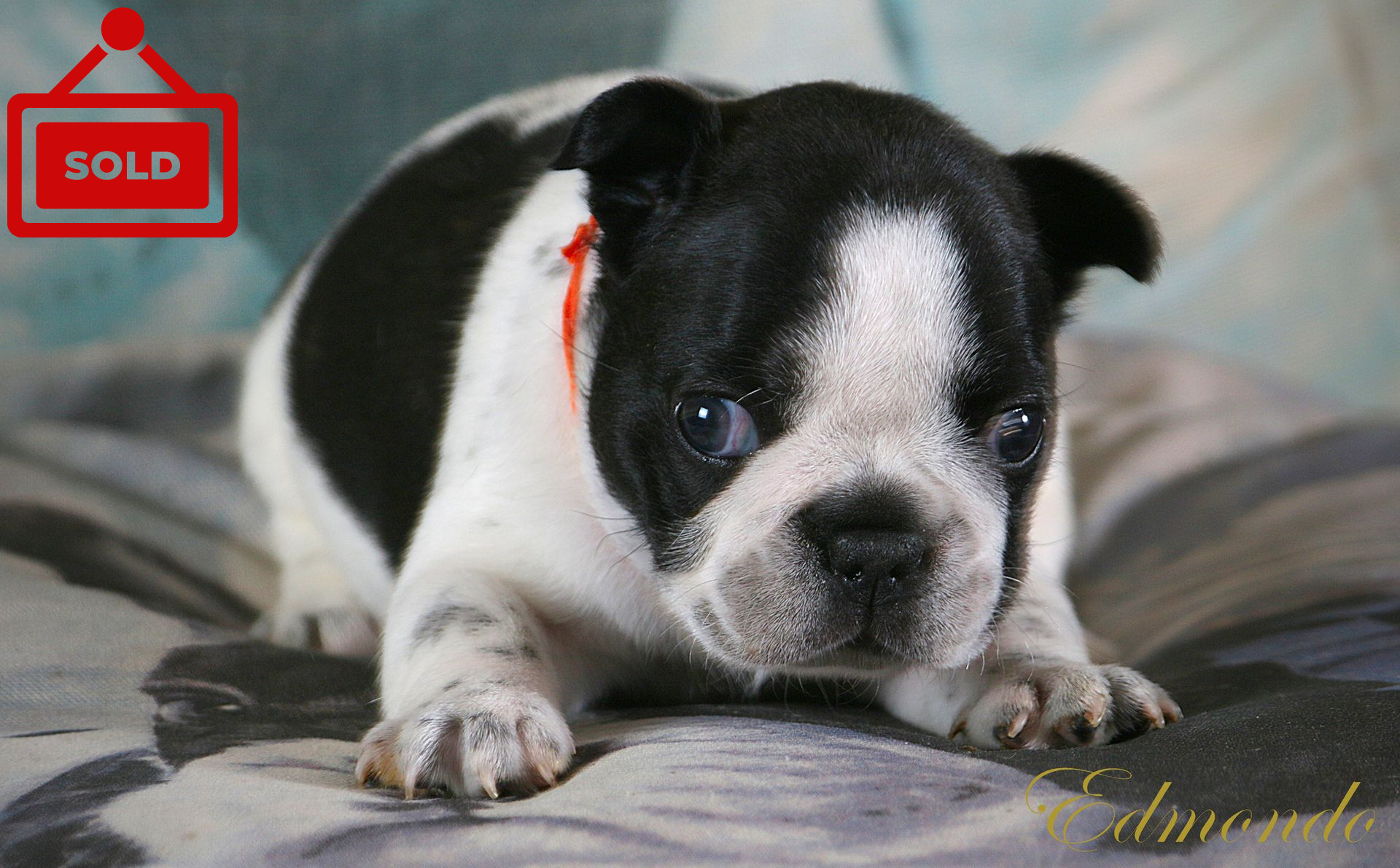 Female Black Pie French Bulldog puppy from Edmondo breeders in Pretoria.