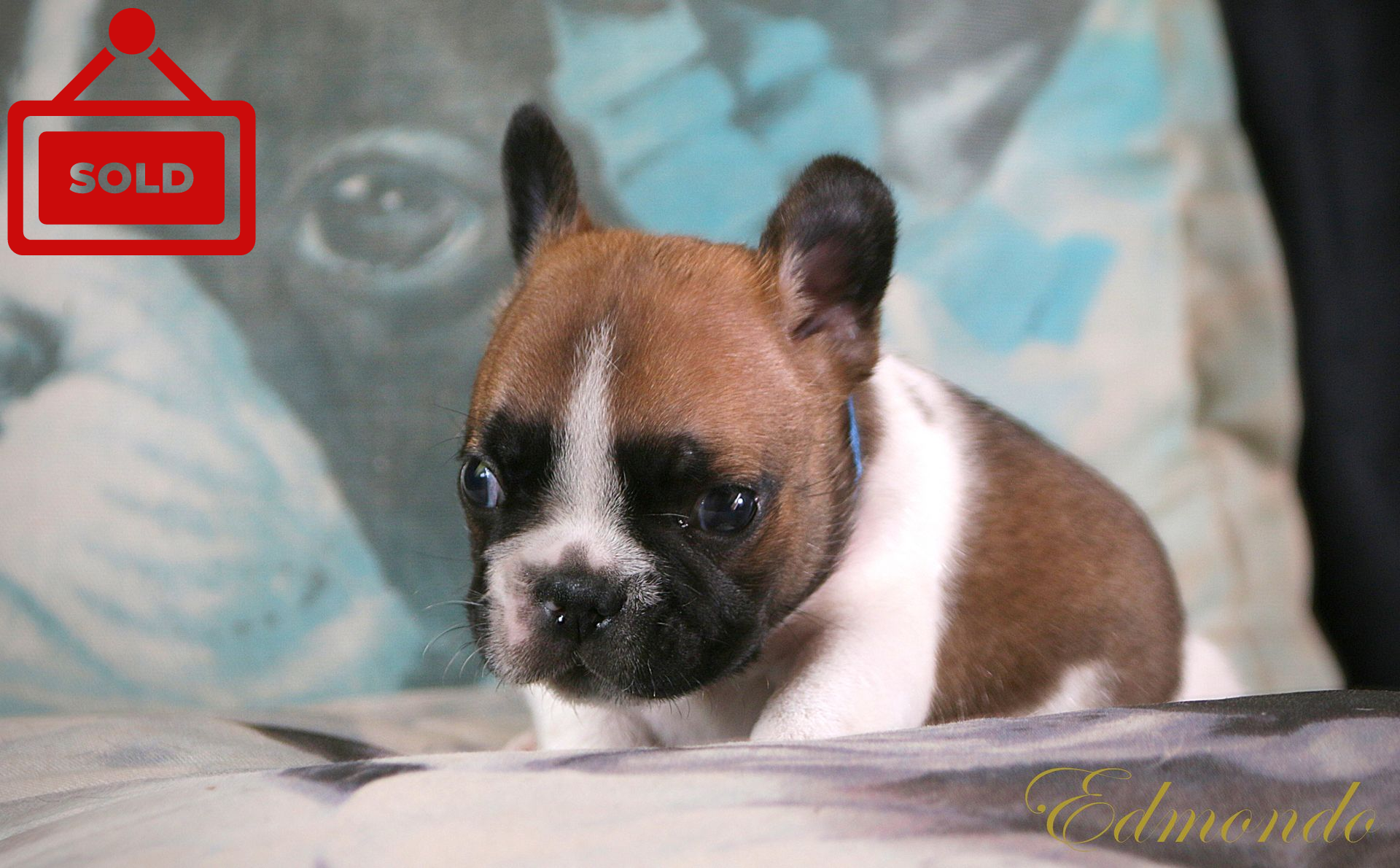 Male Fawn Pie French Bulldog puppy from Edmondo breeders in Pretoria.