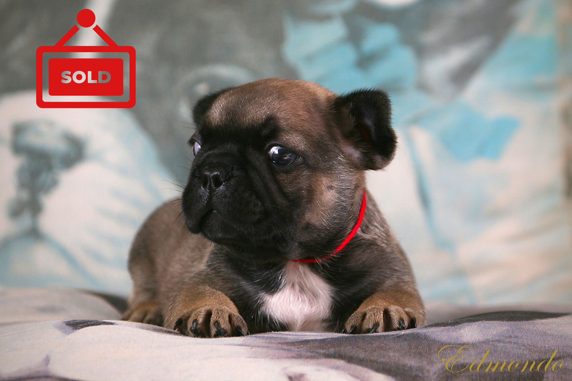 Male Dark Fawn French Bulldog puppy from Edmondo breeders in Waterkloof Glen, Pretoria.