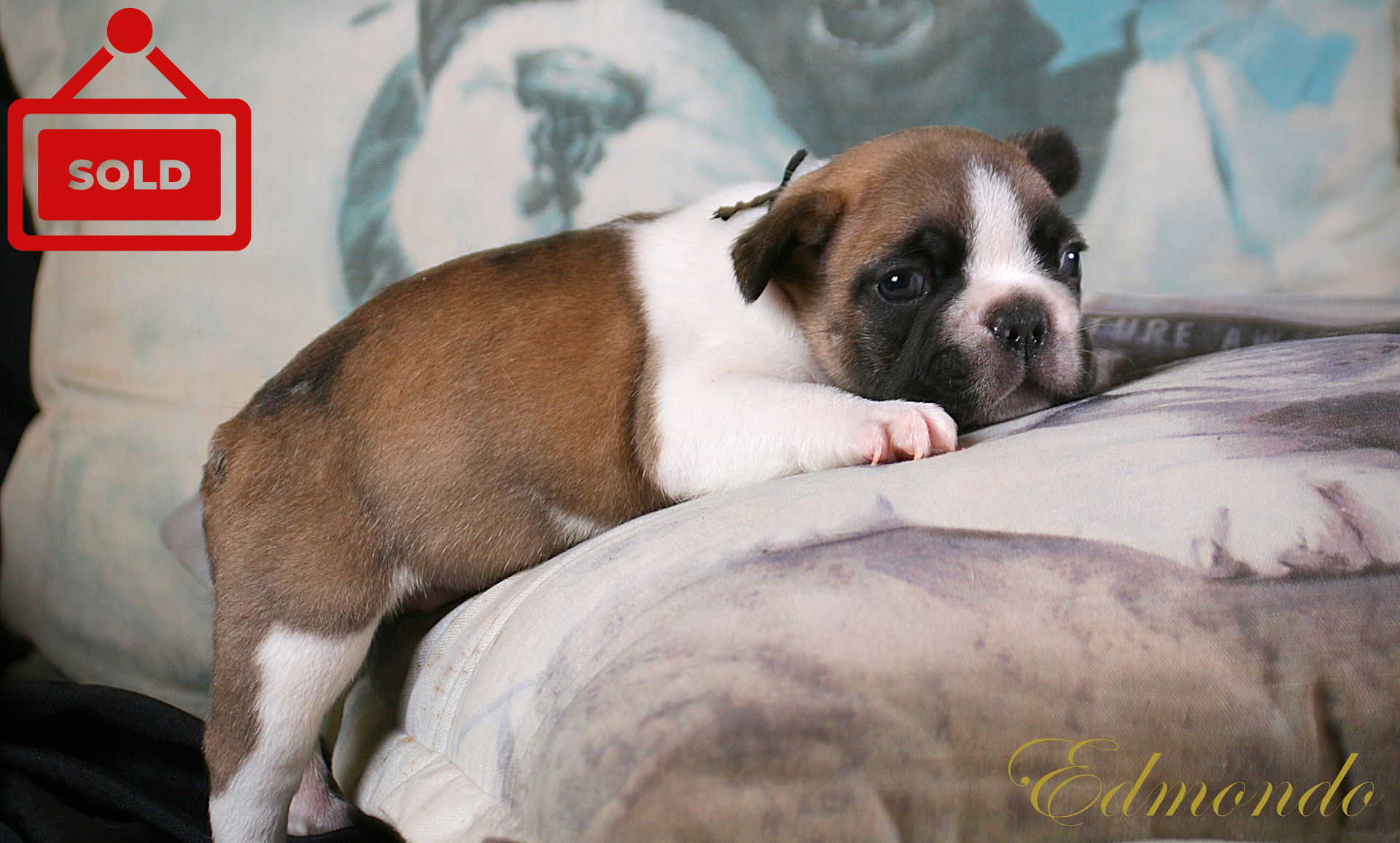 Male Fawn Pie French Bulldog puppy from Edmondo breeders in Pretoria.