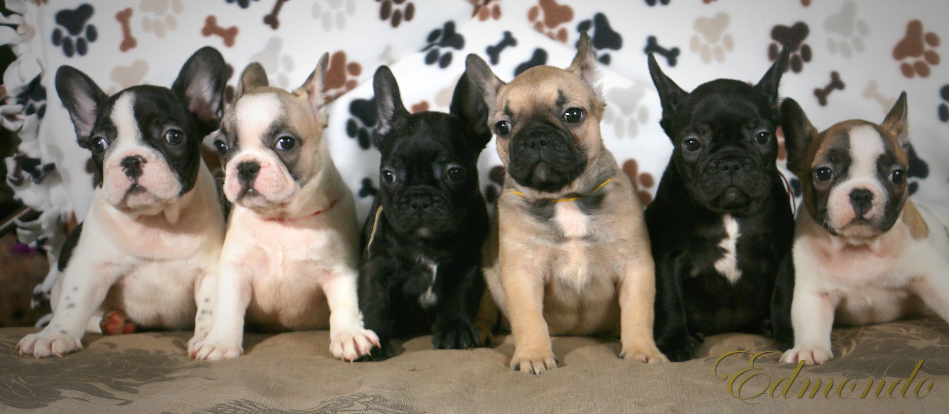 The latest outstanding litter from Edmondo French Bulldogs in Pretoria.