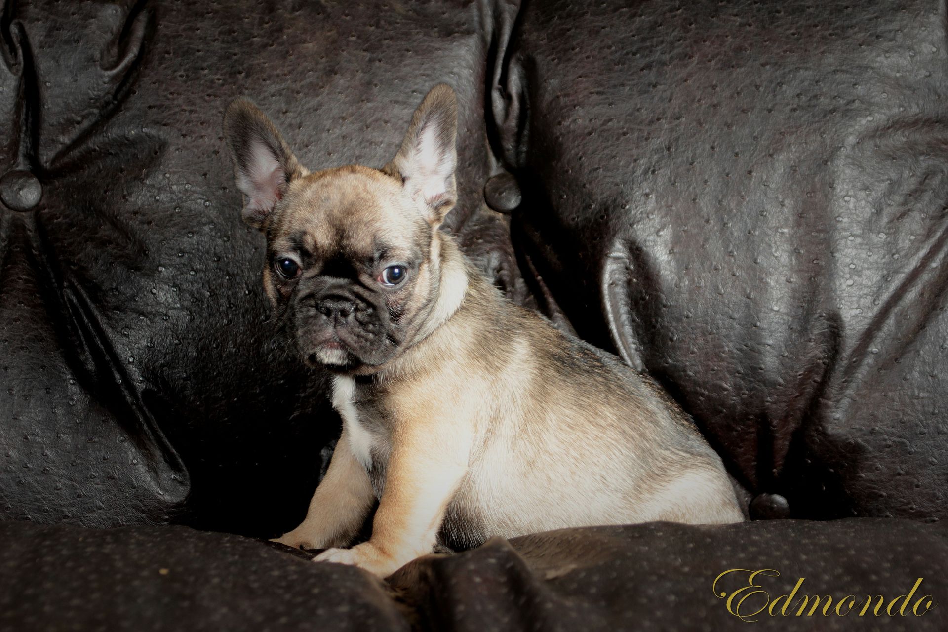Female Dark Fawn puppy from Edmondo French Bulldogs in Pretoria.