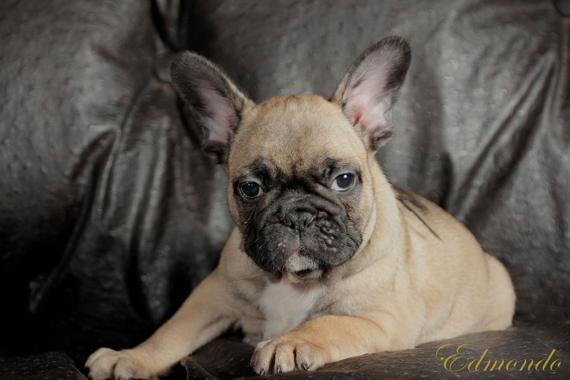 Male Light Fawn puppy from Edmondo French Bulldogs in Pretoria.